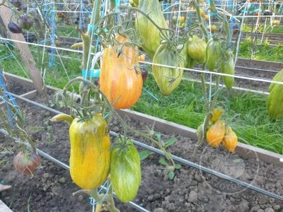 Томат Тюльпан жёлтый» Томат Тюльпан жёлтый»