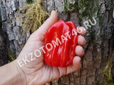 Перец «Ugandan Red Habanero»