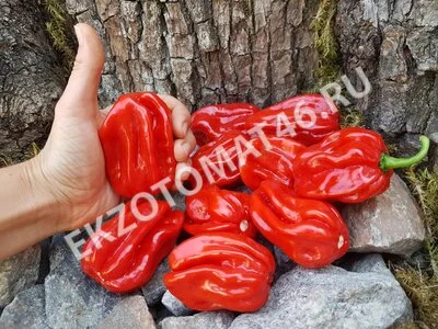 Перец «Ugandan Red Habanero»