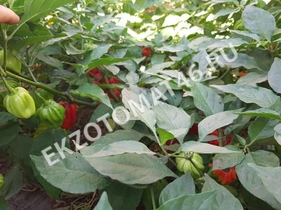 Перец «Ugandan Red Habanero»
