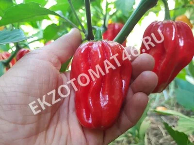 Перец «Ugandan Red Habanero»