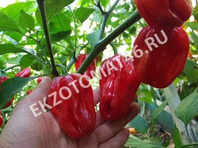 Перец «Ugandan Red Habanero»
