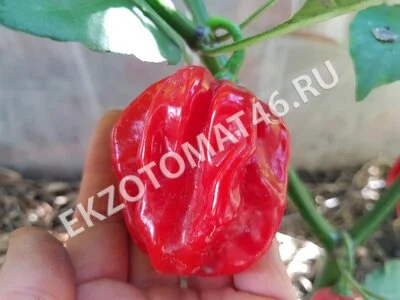 Перец «Ugandan Red Habanero»