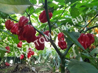 Перец «Ugandan Red Habanero»