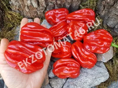 Перец «Ugandan Red Habanero»