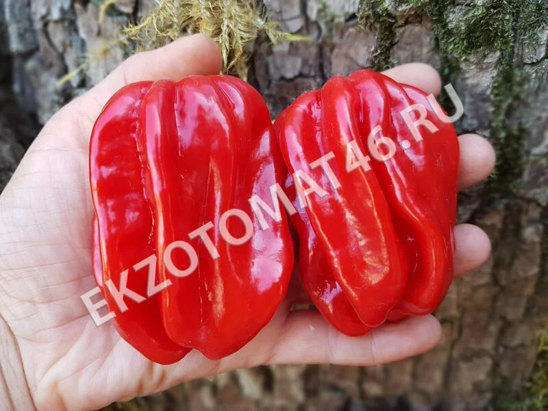 Перец «Ugandan Red Habanero»