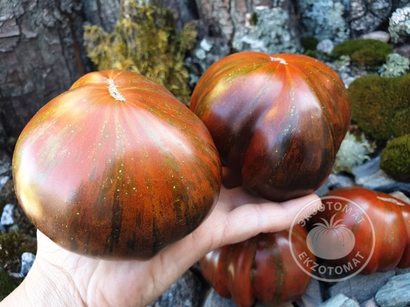           Томат «Uptown Funk»