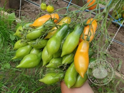 Томат «Валентино»