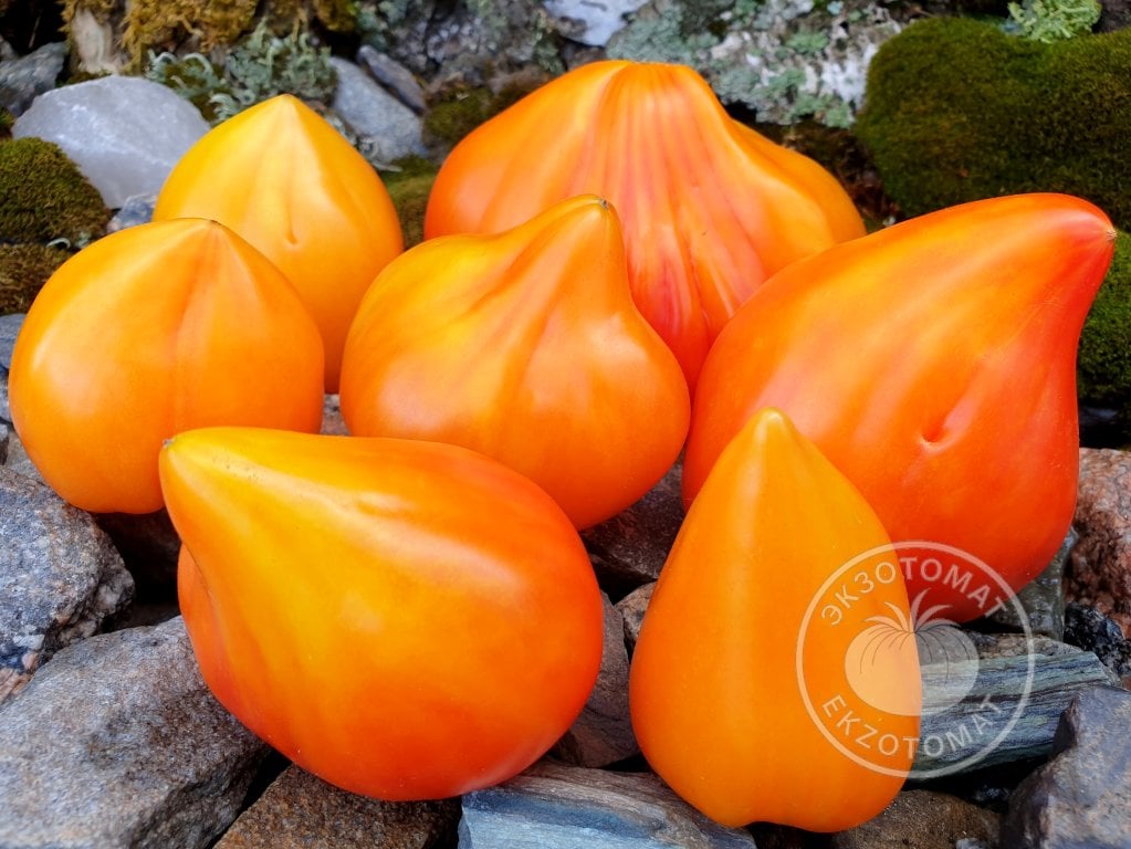 Томат «Волшебные шляпки тетушки Гретель» Томат «Волшебные шляпки тетушки Гретель»