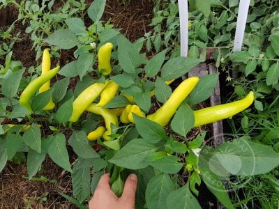 Перец  «Hungarian Yellow Wax Hot»