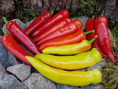Перец  «Hungarian Yellow Wax Hot»