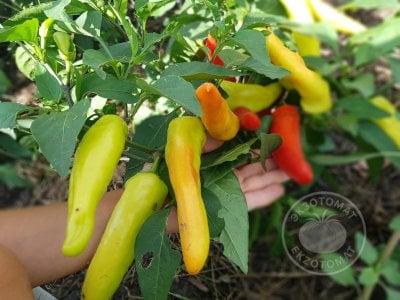 Перец  «Hungarian Yellow Wax Hot»