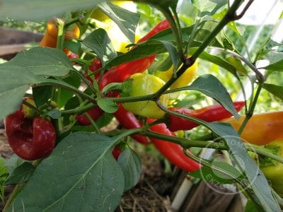 Перец  «Hungarian Yellow Wax Hot»