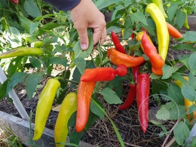 Перец  «Hungarian Yellow Wax Hot»