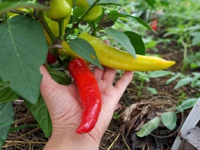 Перец  «Hungarian Yellow Wax Hot»