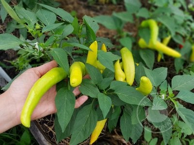 Перец  «Hungarian Yellow Wax Hot»